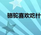 駱駝喜歡吃什么食物（駱駝吃什么食物）
