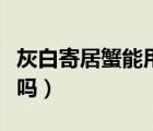 灰白寄居蟹能用淡水養(yǎng)嗎（寄居蟹能用淡水養(yǎng)嗎）