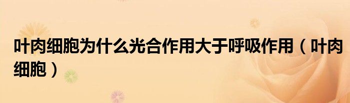 葉肉細胞為什么光合作用大于呼吸作用（葉肉細胞）