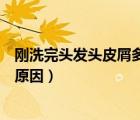 剛洗完頭發(fā)頭皮屑多是什么原因（剛洗完頭頭皮屑多是什么原因）