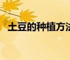 土豆的種植方法和過程（土豆的種植方法）