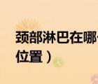頸部淋巴在哪個(gè)位置 部位（頸部淋巴在哪個(gè)位置）
