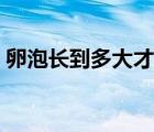 卵泡長(zhǎng)到多大才能排卵（卵泡多大才會(huì)排卵）