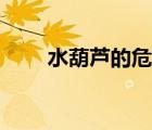 水葫蘆的危害圖片（水葫蘆的危害）