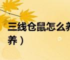 三線倉鼠怎么養(yǎng)才會生小寶寶（三線倉鼠怎么養(yǎng)）