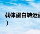 載體蛋白轉(zhuǎn)運(yùn)蛋白通道蛋白的關(guān)系（載體蛋白）