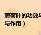 薄荷葉的功效與作用小孩咳嗽（薄荷葉的功效與作用）