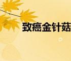 致癌金針菇怎么區(qū)分（致癌金針菇）