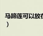 馬蹄蓮可以放在臥室嗎（馬蹄蓮可以放在臥室）