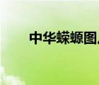 中華蠑螈圖片 紅腹（中華蠑螈圖片）