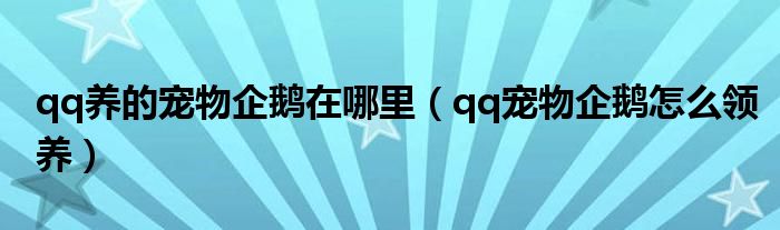 qq養(yǎng)的寵物企鵝在哪里（qq寵物企鵝怎么領(lǐng)養(yǎng)）