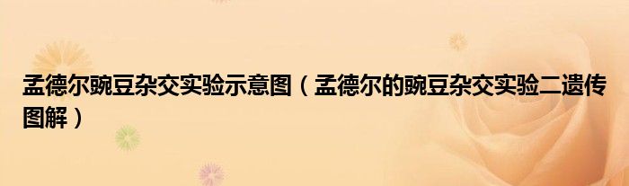 孟德爾豌豆雜交實驗示意圖（孟德爾的豌豆雜交實驗二遺傳圖解）
