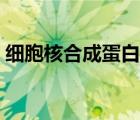 細(xì)胞核合成蛋白質(zhì)（細(xì)胞核能合成蛋白質(zhì)嗎）