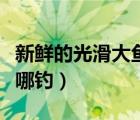 新鮮的光滑大魚在哪釣好（新鮮的光滑大魚在哪釣）