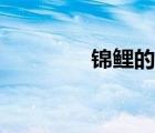 錦鯉的壽命（金魚的壽命）