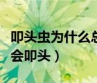 叩頭蟲為什么總是給別人叩頭（叩頭蟲為什么會叩頭）