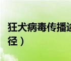 狂犬病毒傳播途徑思維導圖（狂犬病毒傳播途徑）