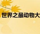 世界之最動物大全圖片（世界之最動物大全）