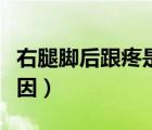 右腿腳后跟疼是什么原因（后腳跟疼是什么原因）