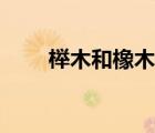 櫸木和橡木哪個好（櫸木是什么木）
