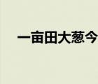 一畝田大蔥今天價格（大蔥價格一畝田）