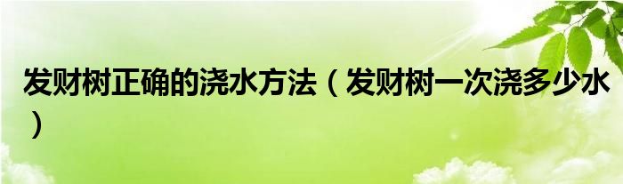 發(fā)財(cái)樹(shù)正確的澆水方法（發(fā)財(cái)樹(shù)一次澆多少水）