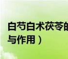 白芍白術(shù)茯苓的功效與作用（白術(shù)茯苓的功效與作用）
