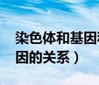 染色體和基因和dna的關(guān)系（染色體 dna 基因的關(guān)系）