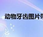 動物牙齒圖片帶動物名字（動物牙齒圖片）