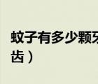 蚊子有多少顆牙齒放大圖片（蚊子有多少顆牙齒）