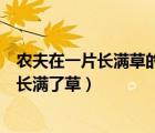 農(nóng)夫在一片長(zhǎng)滿草的大草原農(nóng)場(chǎng)中央（小軍家的一片牧場(chǎng)上長(zhǎng)滿了草）