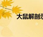 大鼠解剖示意圖（求大鼠解剖圖）