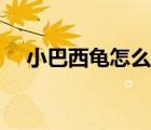 小巴西龜怎么養(yǎng)（巴西龜怎么養(yǎng)長(zhǎng)得快）