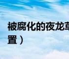 被腐化的夜龍草多久刷新（被腐化的夜龍草位置）