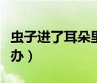 蟲(chóng)子進(jìn)了耳朵里怎么辦（耳朵里面進(jìn)蟲(chóng)子怎么辦）