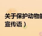 關(guān)于保護(hù)動(dòng)物的宣傳語(yǔ)簡(jiǎn)短（關(guān)于保護(hù)動(dòng)物的宣傳語(yǔ)）