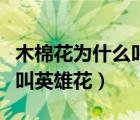 木棉花為什么叫英雄花的原因（木棉花為什么叫英雄花）