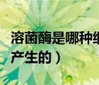 溶菌酶是哪種細(xì)胞產(chǎn)生的（溶菌酶是什么細(xì)胞產(chǎn)生的）