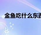 金魚吃什么東西可以長得快（金魚吃什么）