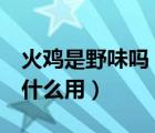 火雞是野味嗎（魔獸世界現(xiàn)在的 野生火雞 有什么用）