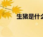 生豬是什么意思（生豬什么意思）