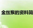 金絲猴的資料簡(jiǎn)介小學(xué)（金絲猴的資料簡(jiǎn)介）