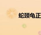 蛇頸龜正確養(yǎng)殖方法（蛇頸龜）