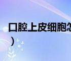 口腔上皮細胞怎么刮掉（口腔上皮細胞怎么刮）