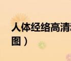 人體經(jīng)絡(luò)高清動(dòng)圖（最全經(jīng)絡(luò)高清動(dòng)圖,經(jīng)絡(luò)圖）