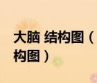 大腦 結(jié)構(gòu)圖（如何辨別大腦腦區(qū)結(jié)構(gòu),大腦結(jié)構(gòu)圖）