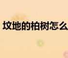 墳地的柏樹怎么栽（墳地栽柏樹的布局圖片）