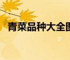 青菜品種大全圖片及名稱（青菜品種大全）