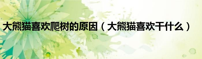 大熊貓喜歡爬樹的原因（大熊貓喜歡干什么）