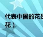 代表中國的花是什么花只有一個(gè)（代表中國的花）